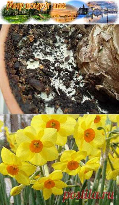 Комнатные растения | Мир вокруг нас