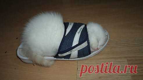 Для счастья многого ненадо...:)