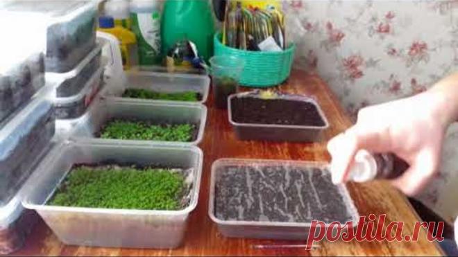 Самые лучшие способЫ посева мелких семян. Лобелия