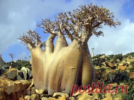 Затерянный мир архипелага Сокотра (Йемен) - Путешествуем вместе