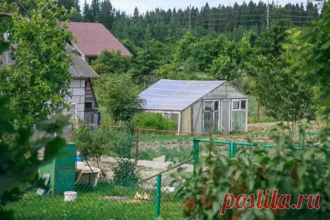 5 ошибок, которые превратят ваш сад в пустыню: не делайте так. Природа не терпит суеты, но любит порядок - даже если это ваш дачный участок.