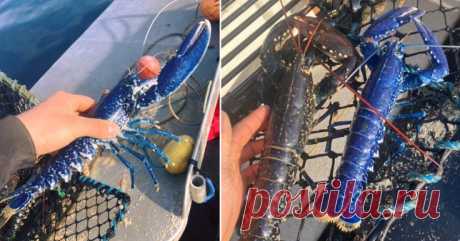 Рыбак из Великобритании поймал уникального синего омара