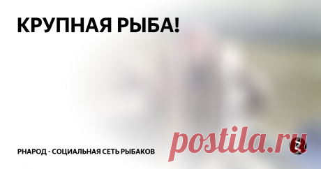 КРУПНАЯ РЫБА! Я перебираю приманки, есть злые поклевки, но промахи следуют друг за другом.Судак треплет нервы, у меня с ним как то не идет, с давних пор. Щука это хищник, который мне понятен, которого я чую нюхом, но судак крепкий орешек и никак не идет в мои руки, его задачи для меня сложны и нет логического решения, нет опыта.