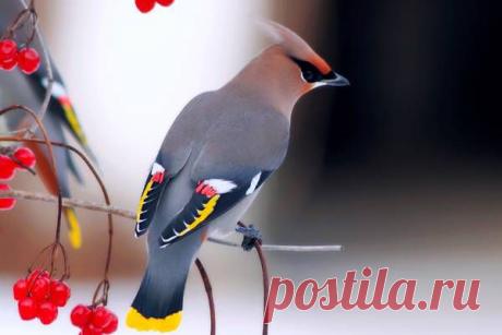 СВИРИСТЕЛЬ.