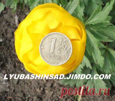 травянистые многолетники от А до К - lyubashinsads-Page!
