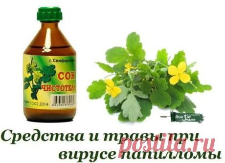 Средства и травы при вирусе папилломы. 
Папиллома является инфекционной болезнью, возбудитель которой – ВПЧ (вирус папилломы человека). Хотя это заболевание определено официальной медициной как доброкачественное новообразование, и в большинстве случаев не грозит человеку серьёзными последствиями, лечить его всё-таки нужно. Существует около сотни разновидностей этого вируса, и избавиться от этого недуга в домашних условиях не так уж и сложно. 
Средства и травы против ВПЧ - эффективные рецепты: