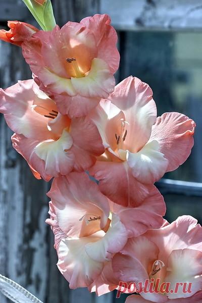 (25) Мой Мир@Mail.Ru