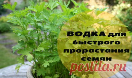 НЕВЕРОЯТНЫЙ РЕЗУЛЬТАТ! ВОДКА ДЛЯ БЫСТРОГО ПРОРАСТАНИЯ СЕМЯН. — Копилочка полезных советов