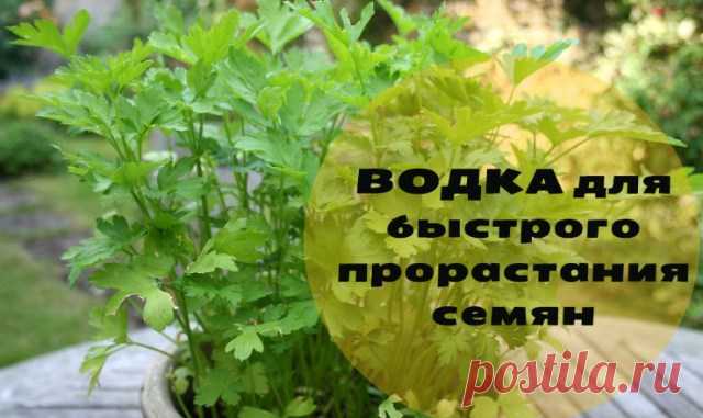 НЕВЕРОЯТНЫЙ РЕЗУЛЬТАТ! ВОДКА ДЛЯ БЫСТРОГО ПРОРАСТАНИЯ СЕМЯН. — Копилочка полезных советов