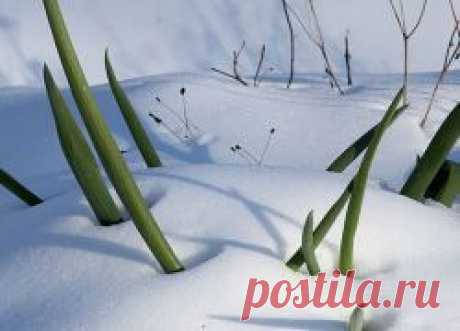Посадка лука под зиму