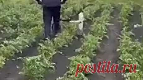 720