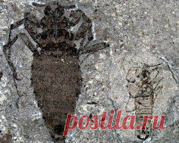 Обнаружен отпечаток гигантской блохи, обитавшей в юрском периоде « Непознанное… Космос, Наука, НЛО…