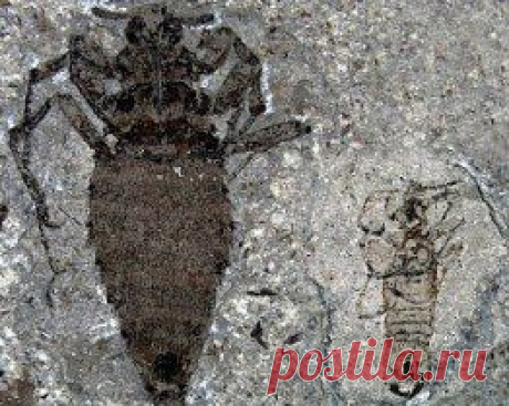 Обнаружен отпечаток гигантской блохи, обитавшей в юрском периоде « Непознанное… Космос, Наука, НЛО…