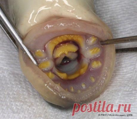 270 клыков. Пиявка используют свои острые мелкие зубчики для прокалывания кожных покровов теплокровных животных. У пиявки целых три челюсти – 2 боковых и 1 спинная. Каждая из них наделена около 80-90 зубами.