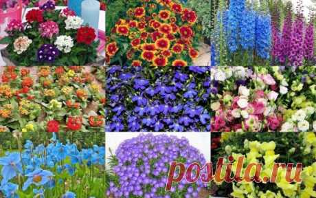 Какие цветы нужно сеять на рассаду в январе
Зима в разгаре, а дачникам пора брать в руки садовый инвентарь и приниматься за дело! Опытные цветоводы уже начинают посевную кампанию. Сейчас мы выбираем те цветочные культуры, у которых срок от посева до начала цветения составляет 130-180 дней. В эту группу попадают как однолетние, так и многолетние неторопливые растения. Посеяв их до конца января (в крайнем случае в начале февраля), можно увидеть цветы уже в июне. А многолетники в этом случае, что