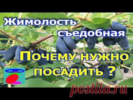 Жимолость съедобная посадка и уход.