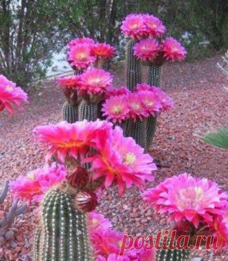 The beautiful large flowers of the Trichocerus.