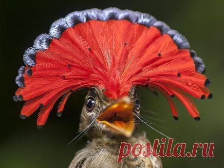 Амазонский венценосный мухоед