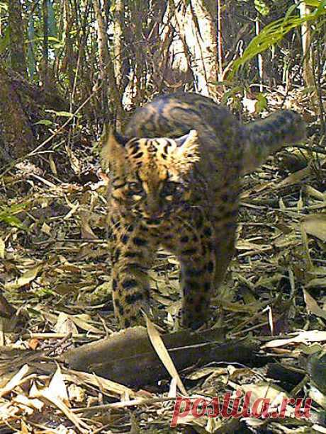 Мраморный кот — Pardofelis marmorata
