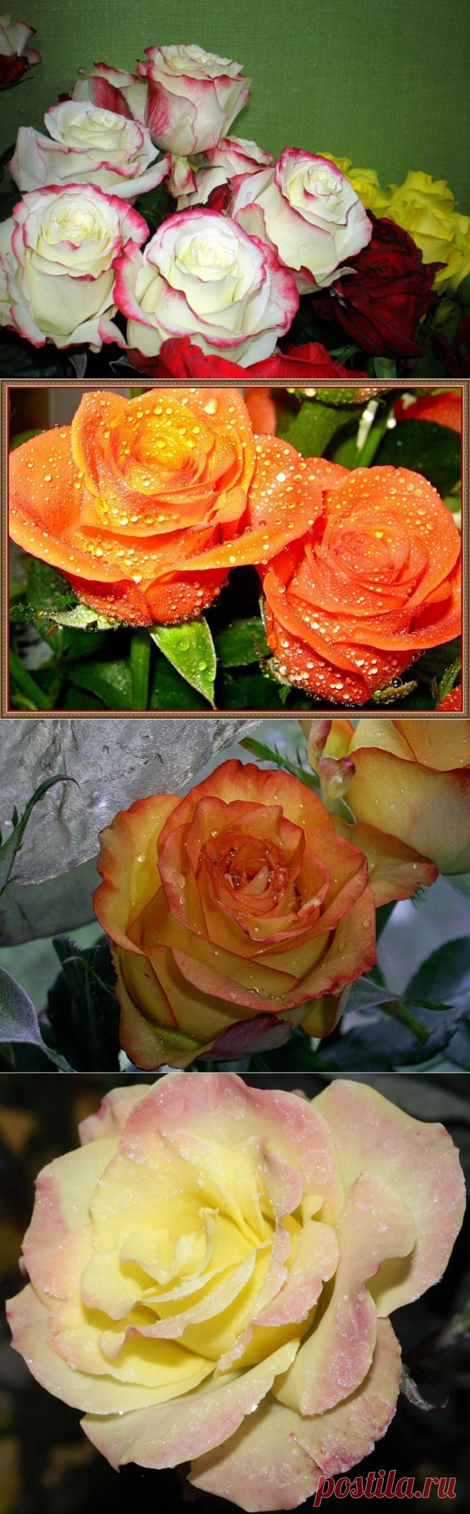 Розы - цветок, который я люблю!.