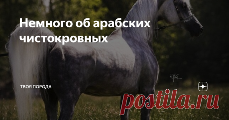 Немного об арабских чистокровных Сколько у них "колен"? Какими они были с точки зрения средновекового европейца? Почему снискали такую популярность?