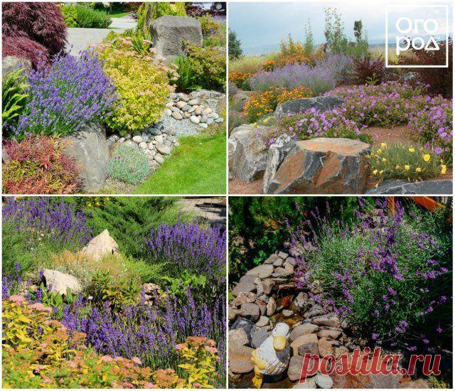10 идей, как использовать лаванду в дизайне сада | Идеи дизайна (Огород.ru)