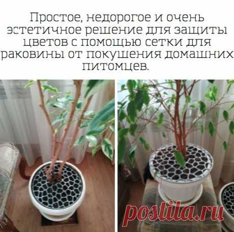 Идеальная защита горшков от котов.