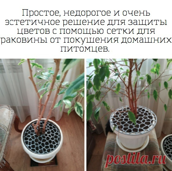 Идеальная защита горшков от котов.