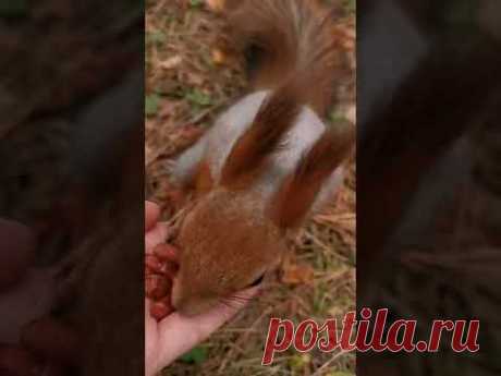 🐿️и🐦 октябрь 2022