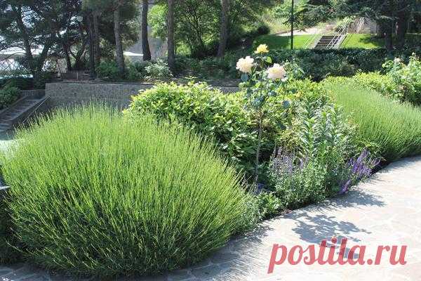 Южный шарм лаванды, розмарина и других средиземноморцев