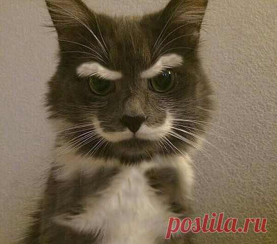 Без кота и жизнь не та ツ
