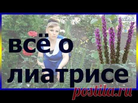 ЛИАТРИС посадка выращивание уход вредители болезни подкормка размножение лиатриса