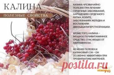 Калина полезные свойства
