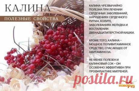 Калина полезные свойства
