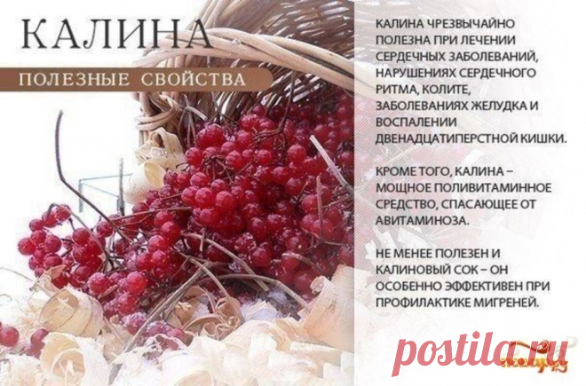 Калина полезные свойства