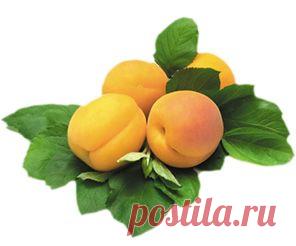 Абрикос обыкновенный | Советы Народной Мудрости