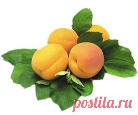 Абрикос обыкновенный | Советы Народной Мудрости