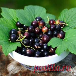 7 самых сладких сортов черной смородины