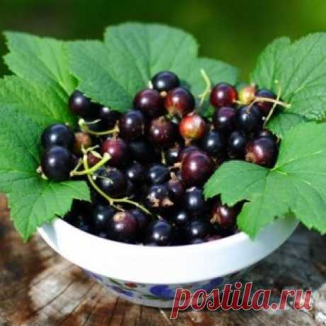 7 самых сладких сортов черной смородины