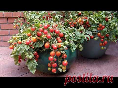 Лучшая подкормка томатов при выращивании на окне круглый год