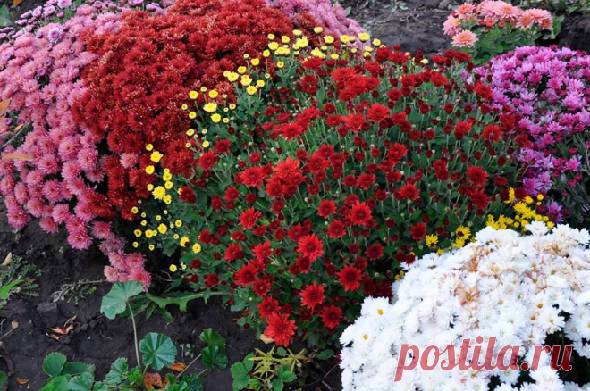 Хризантема мультфлора - мелкоцветковая хризантема, которую выращивают в горшечной или контейнерной культуре, в открытом грунте, в оранжерее, на балконе.

Хризантема мультифлора понравилась любителям цветов тем, что является раннецветущей, и цветоводы успевают увидеть ее расцвет до прихода заморозков.