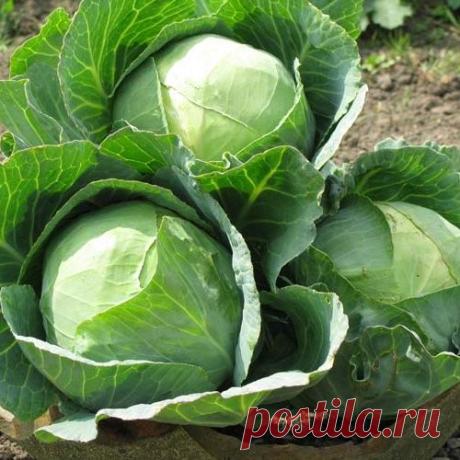 Опыт дачника - как можно защитить капусту от вредителей