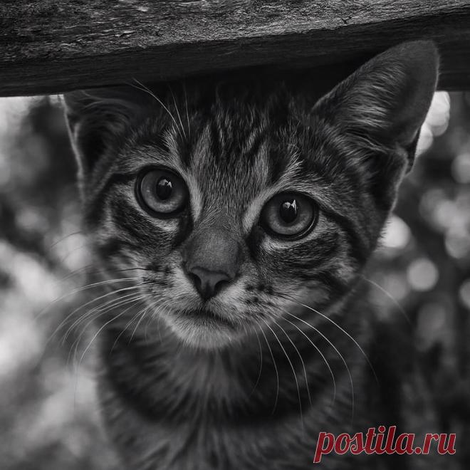 Про верность спросите у Семёна - Готовим так!