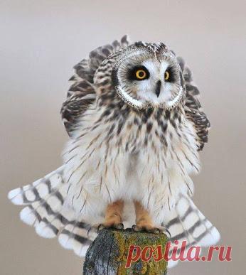 Совушки/Owls – Сообщество – Google+