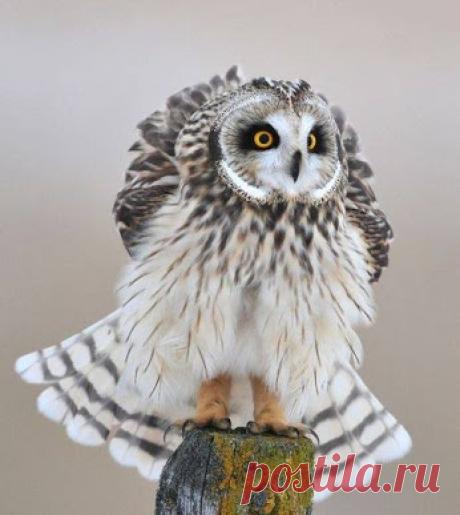 Совушки/Owls – Сообщество – Google+