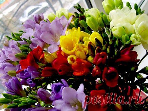 Фрезия - описание, размножение, уход, посадка, фото, применение в саду, сорта и виды