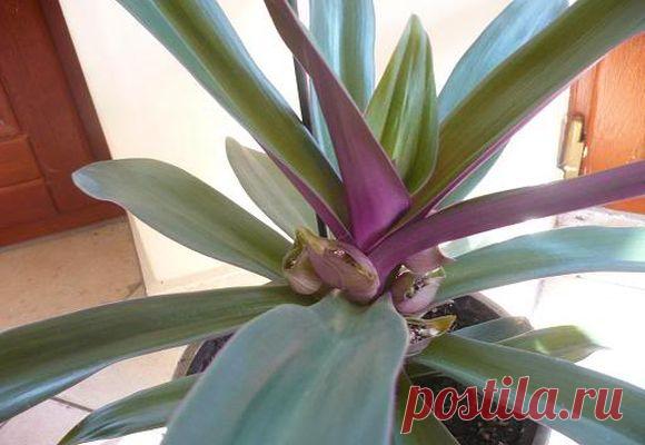 Как ухаживать за цветком рео в домашних условиях, приметы и суеверия