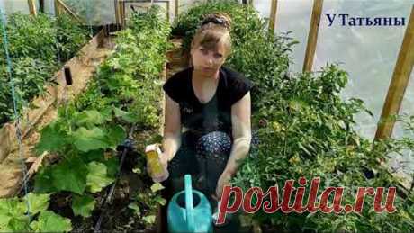 СОДА спасатель вашего огорода! Пищевая сода подкормка для огурцов, томатов и других растений