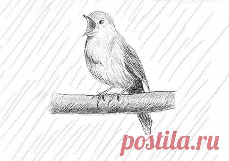 Как нарисовать соловья — DIYIdeas