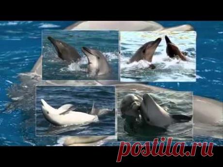 Исцеляющие звуки дельфинов - релакс